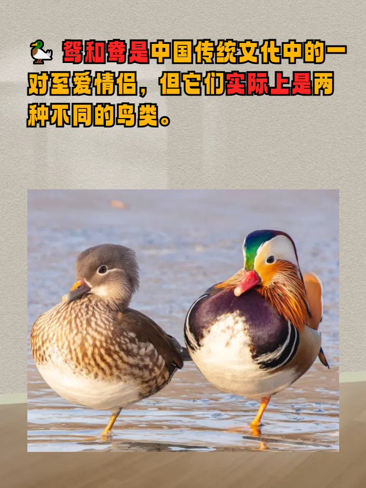 鸳和鸯的区别