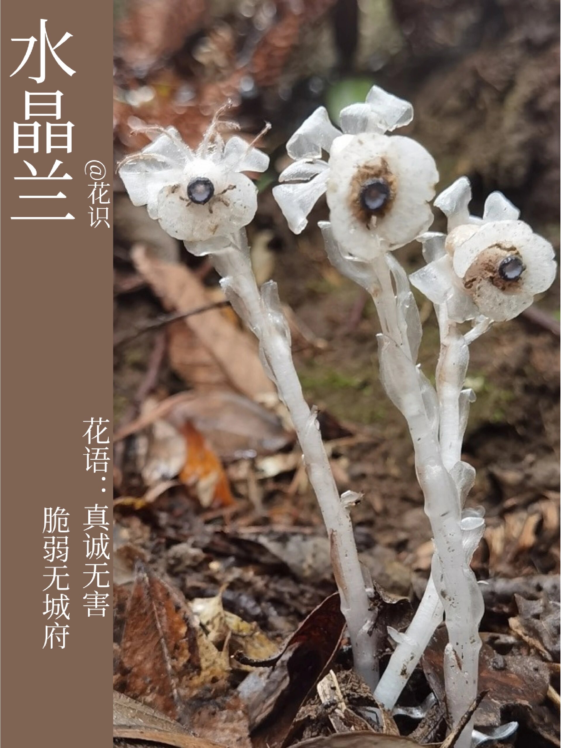 每天带你认识一种花|水晶兰