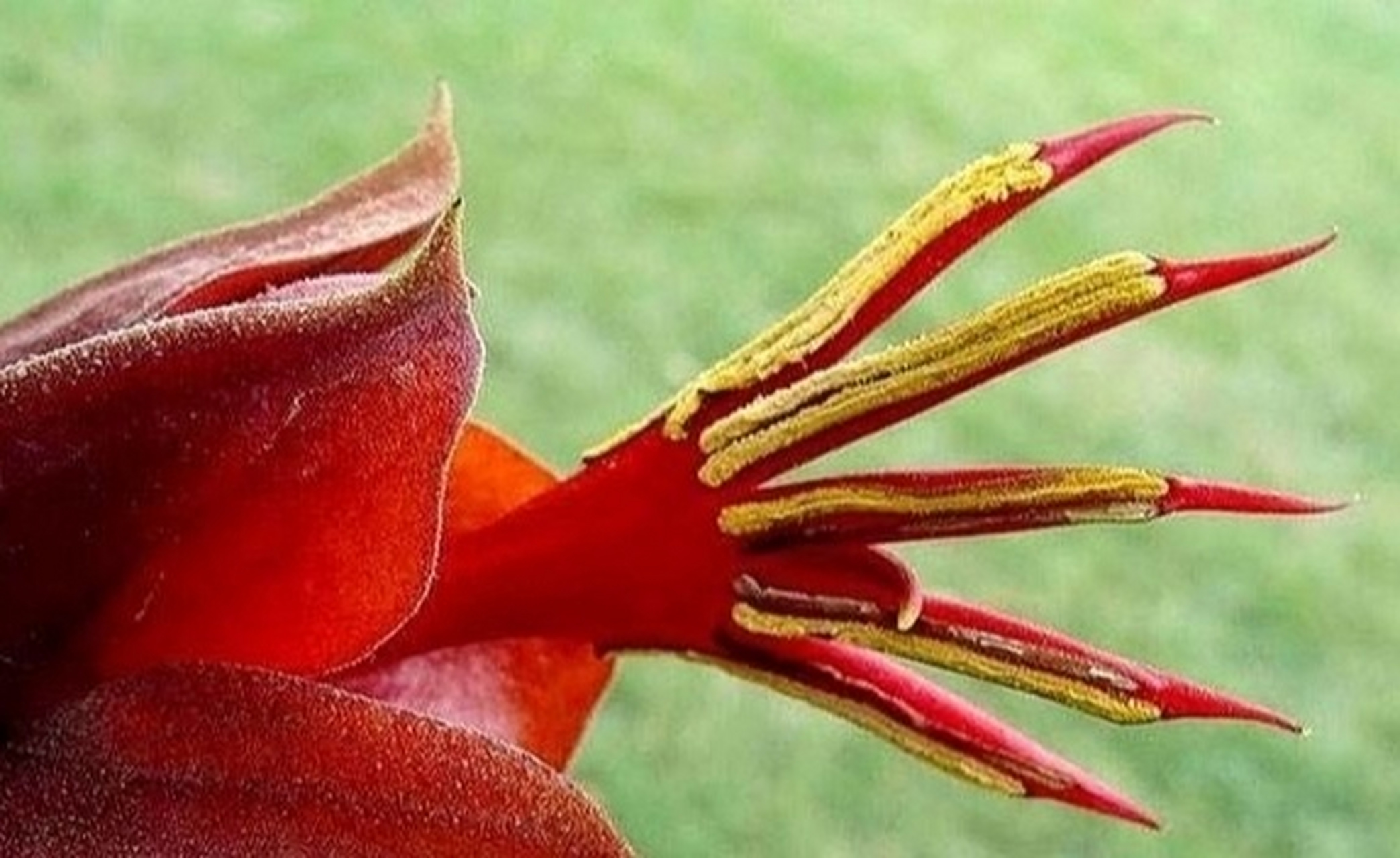 05世界上最"恐怖"的4种花 | 神秘且诡异!