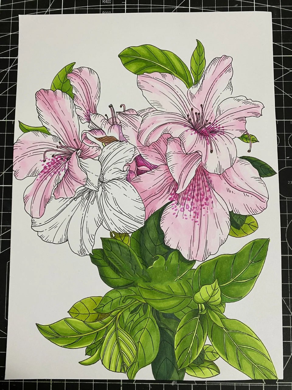 杜鹃花‖花卉线描‖马克笔上色【附过程】 杜鹃花寓意人们对生活热烈