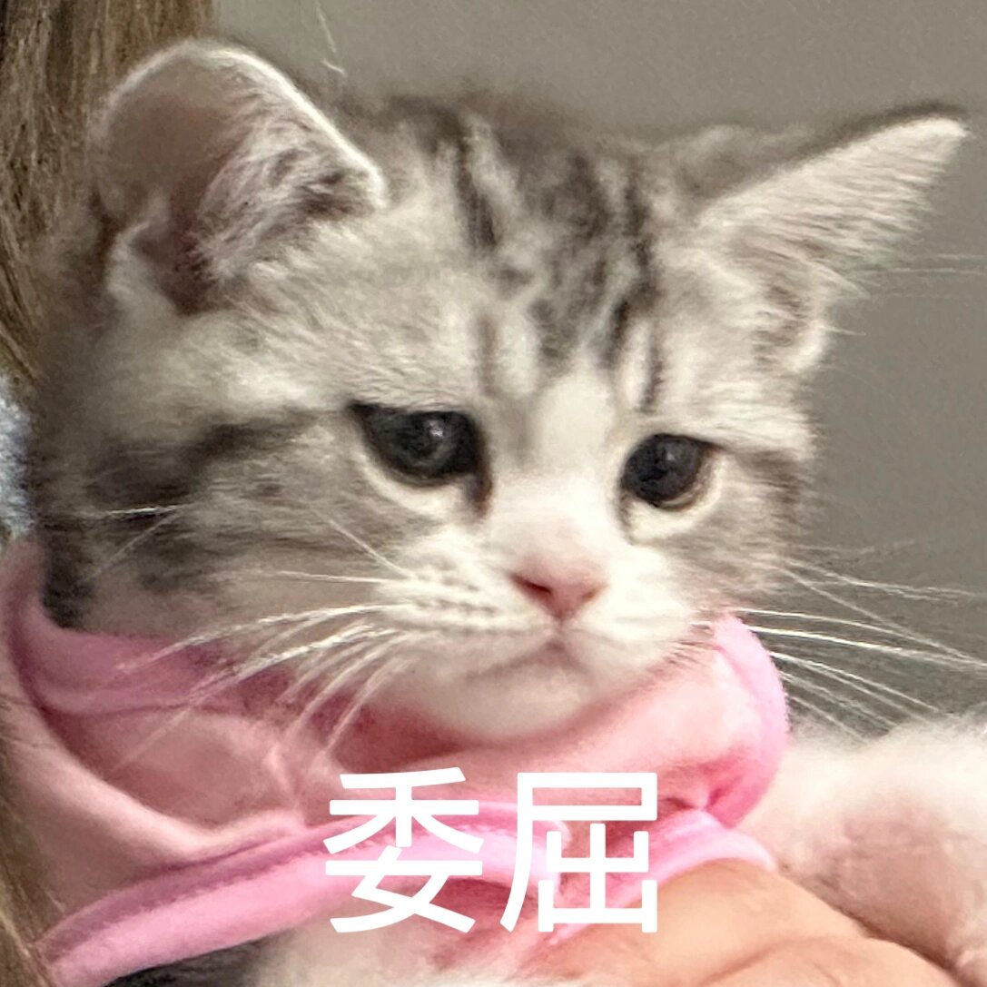 委屈小猫表情包分享