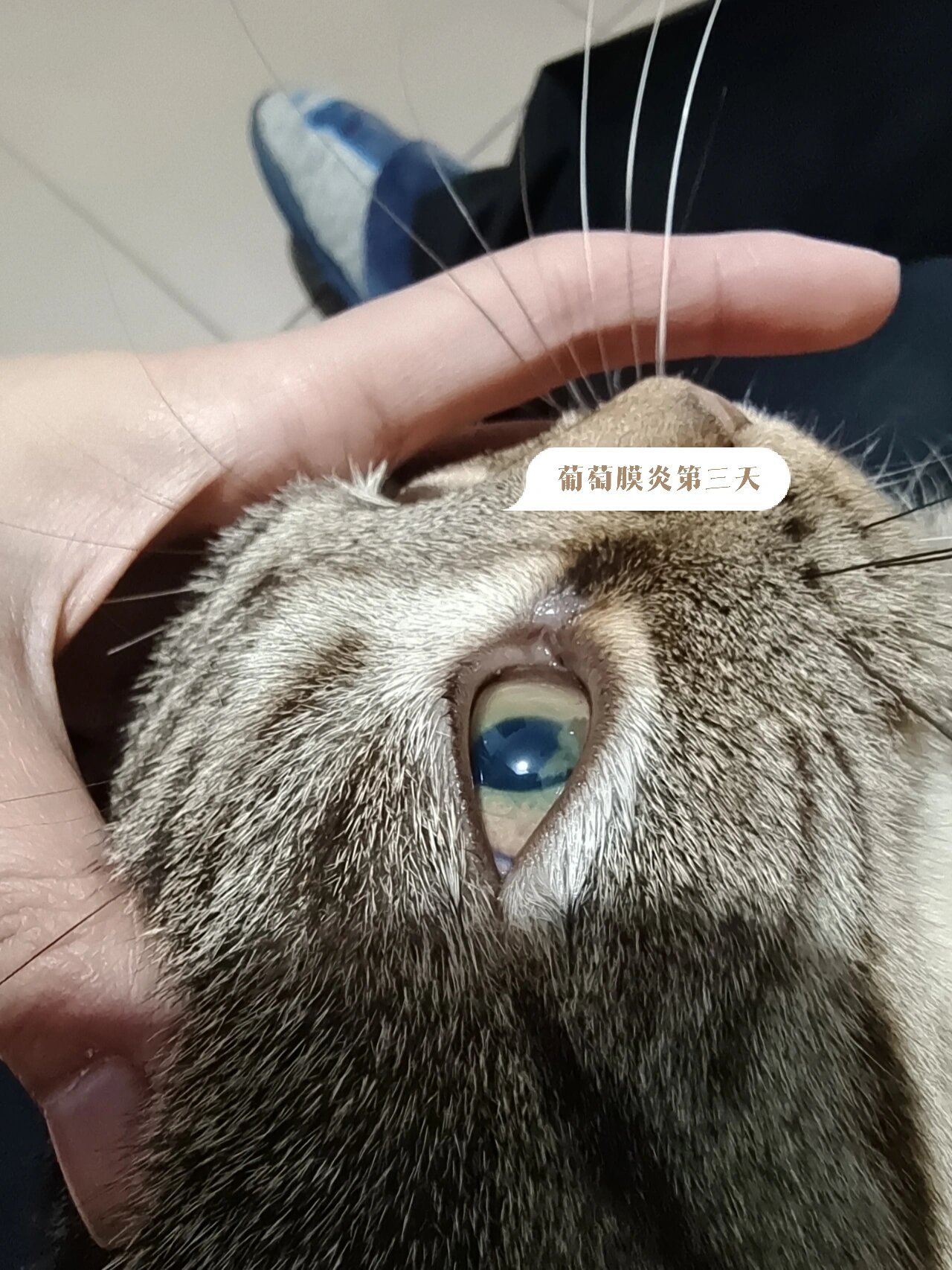 猫咪全葡萄膜炎眼睛变化过程 首先,感谢前期给我家猫眼睛越治越严重的