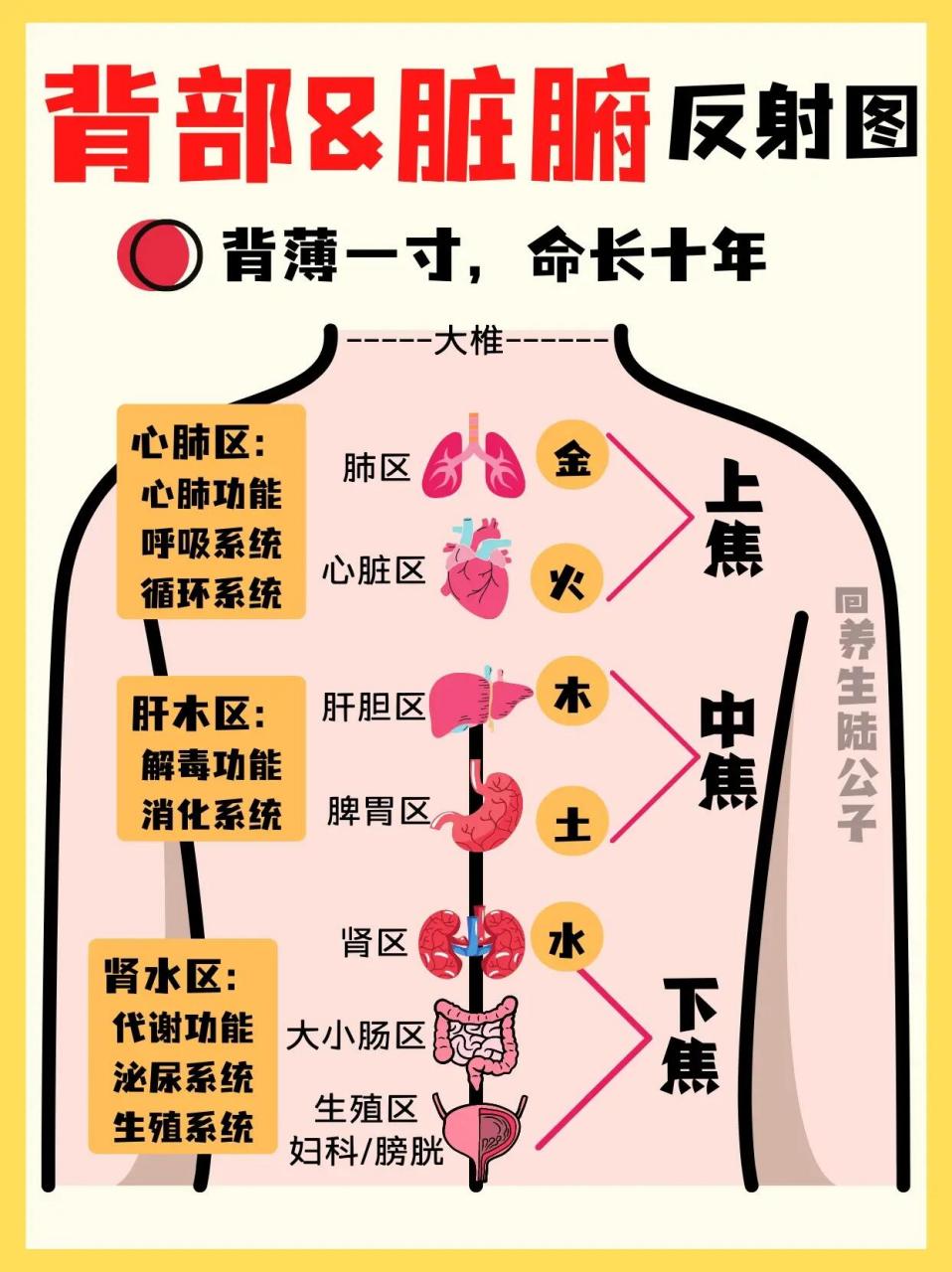 后背对应器官图图片