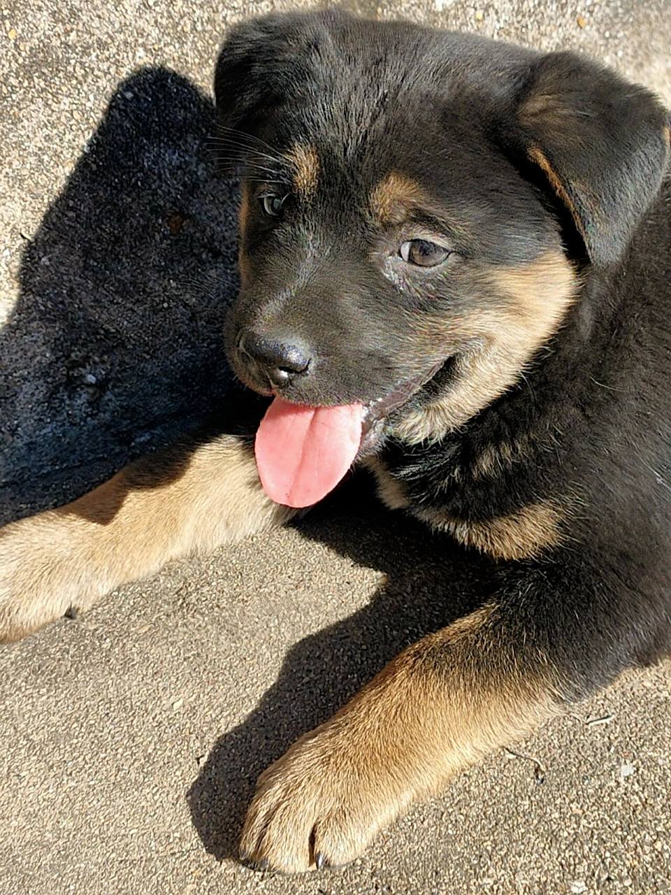 黑色小土狗取名 黑色小土狗取名 姐妹们有什么合适名字吗