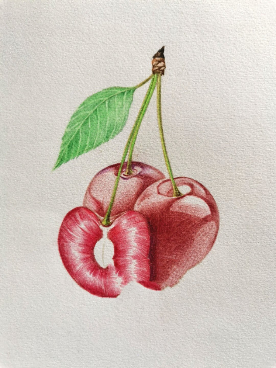 水果篇——樱桃彩铅画教程 樱桃(学名:cerasus spp.
