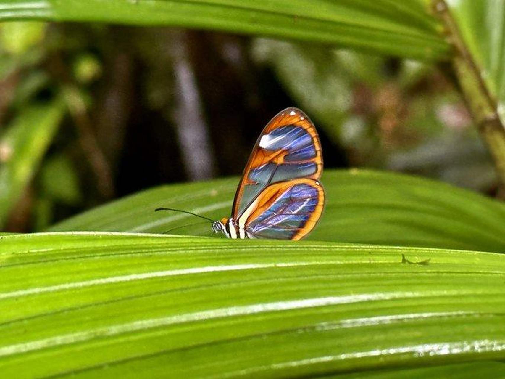 翅膀透明的蝴蝶