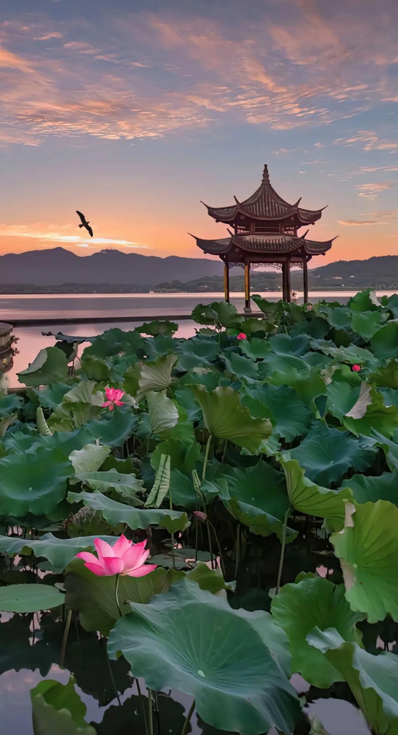 去 夏天的景色夏至美景图片西湖美景图片高清大图夏至风景苏杭风景