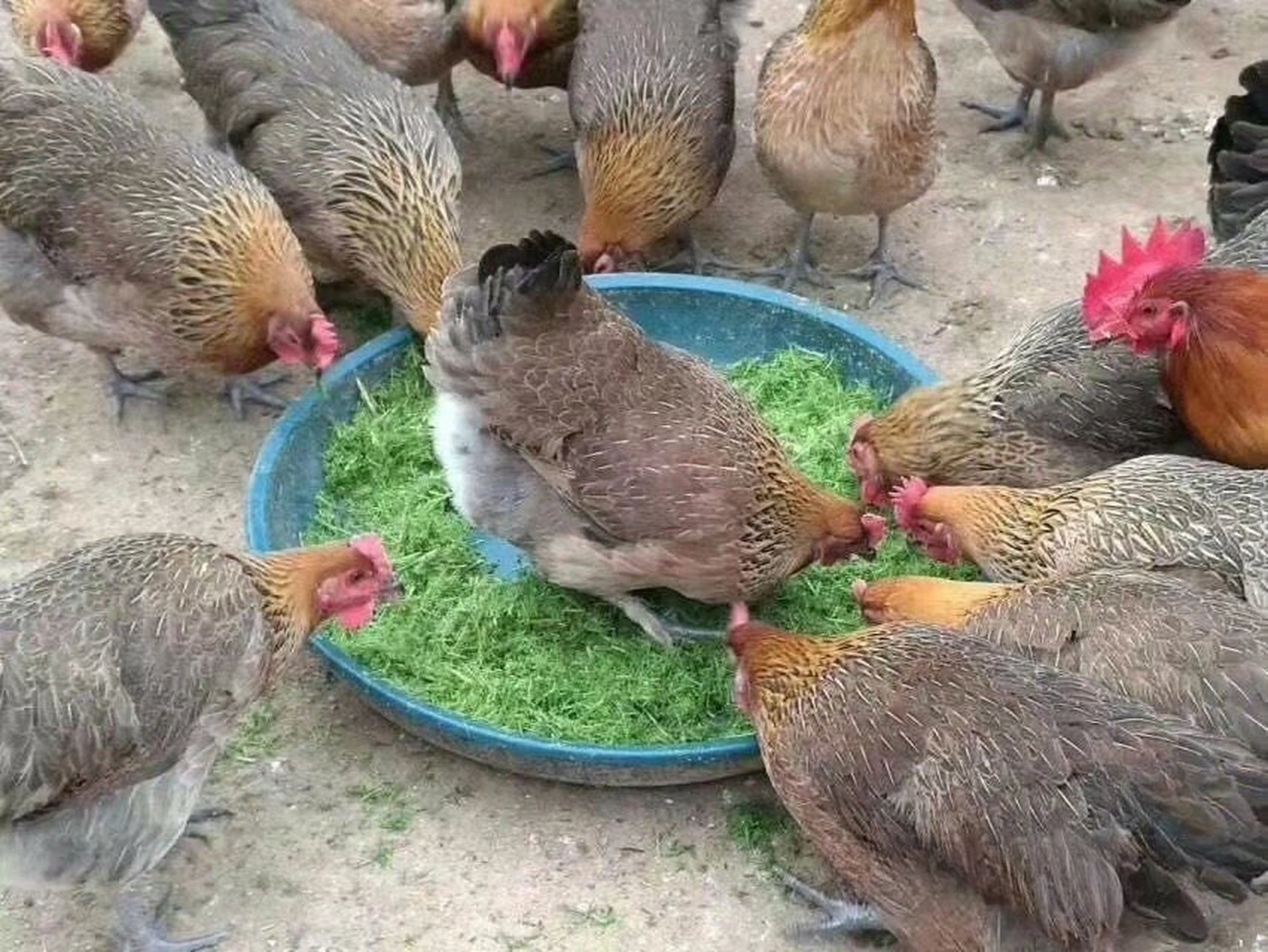 正宗脱温黑瑶土鸡苗纯种广西南丹瑶山鸡半大红瑶土鸡四川贵州云南农村