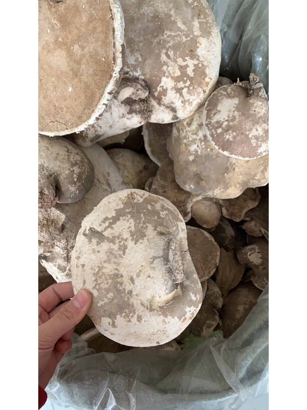 纯野生白灵芝 野生白灵芝 又名玉芝,辛平无毒,主要生长于较湿润的山林