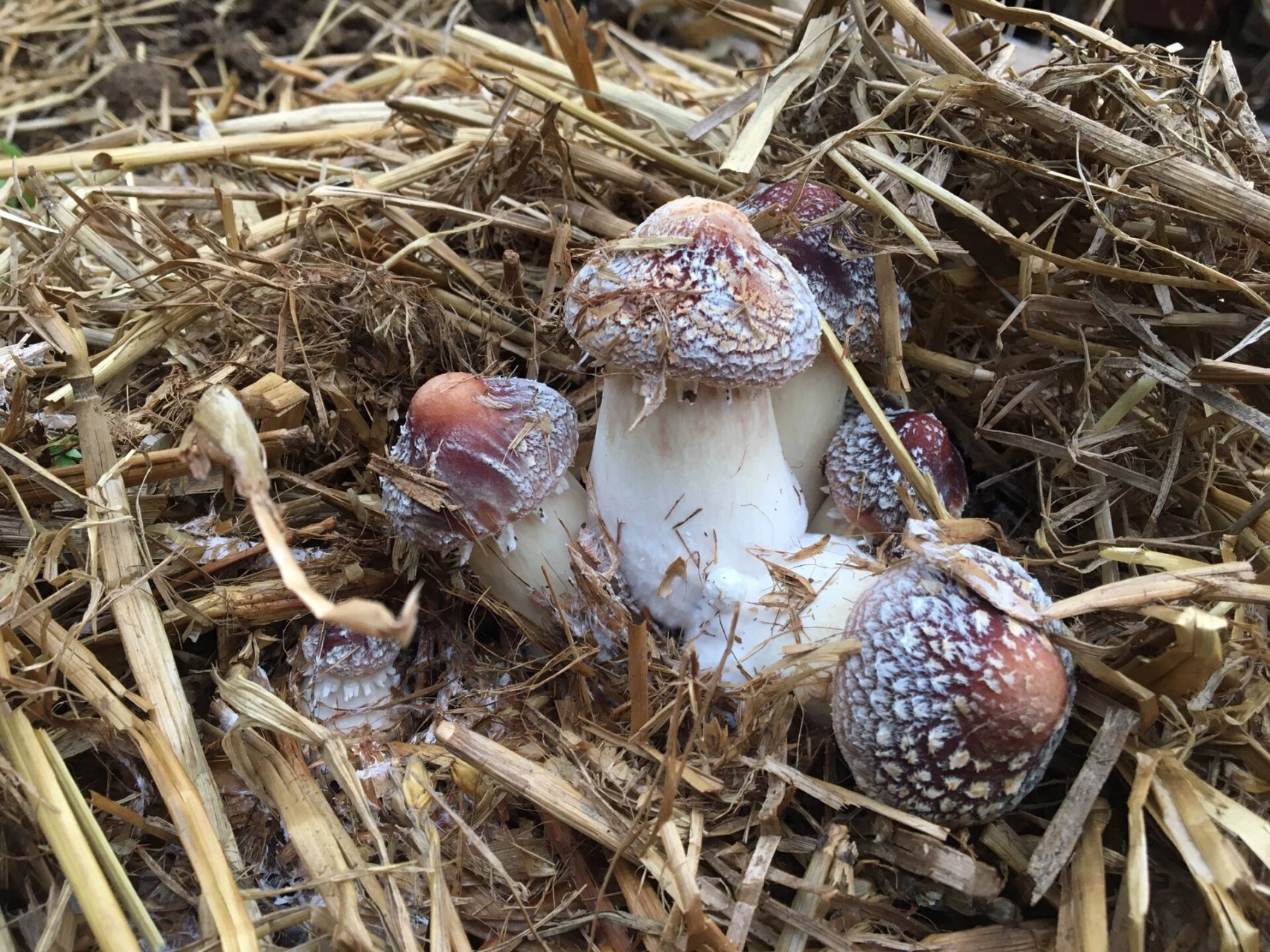 赤松茸菌丝图片