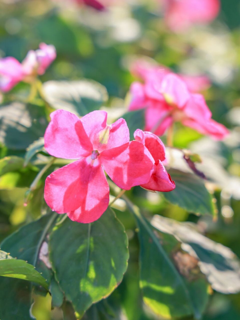 苏丹凤仙花 苏丹凤仙花已经被广泛杂交,产生了大量的栽培品种,其花朵