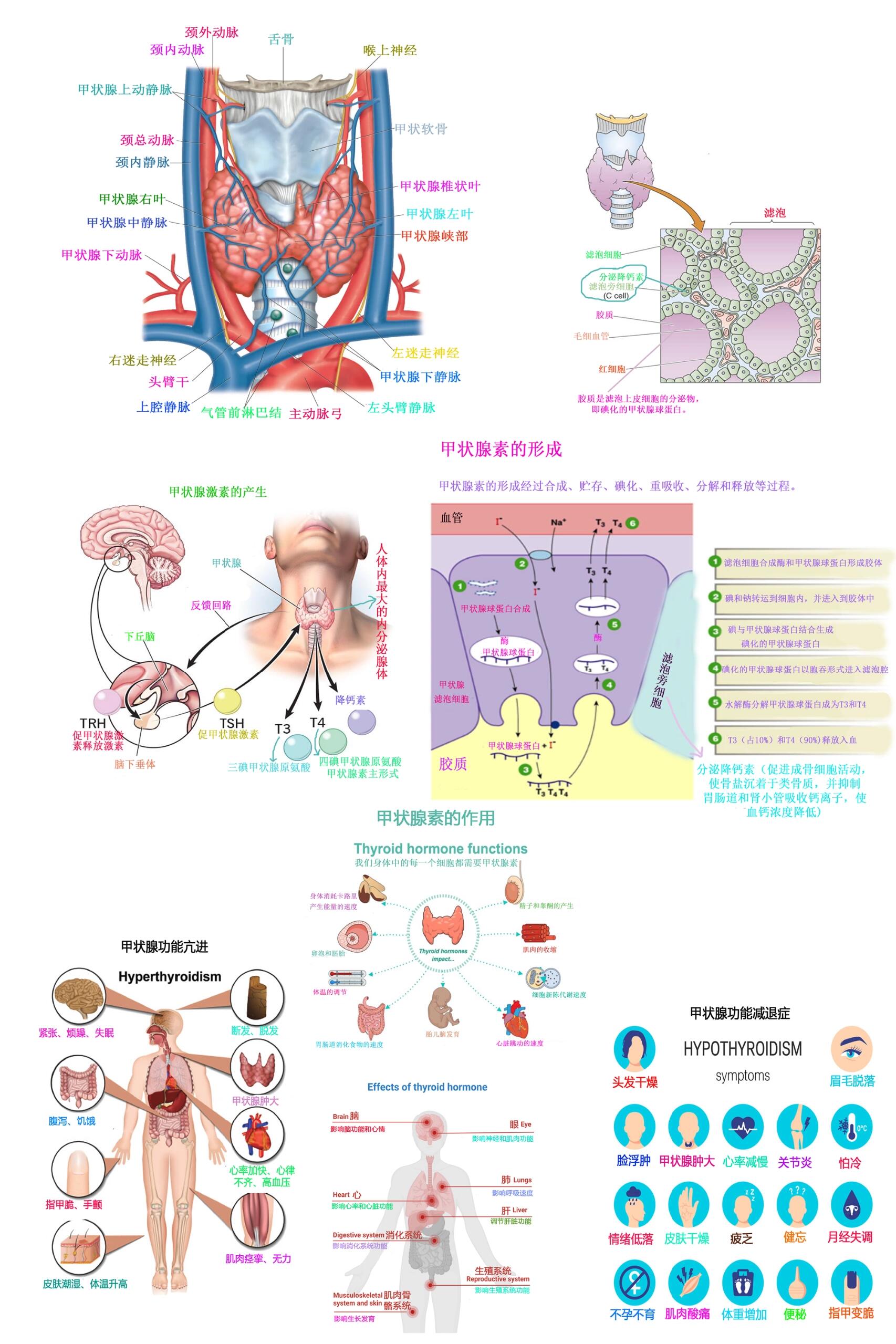 甲状腺血供解剖图图片