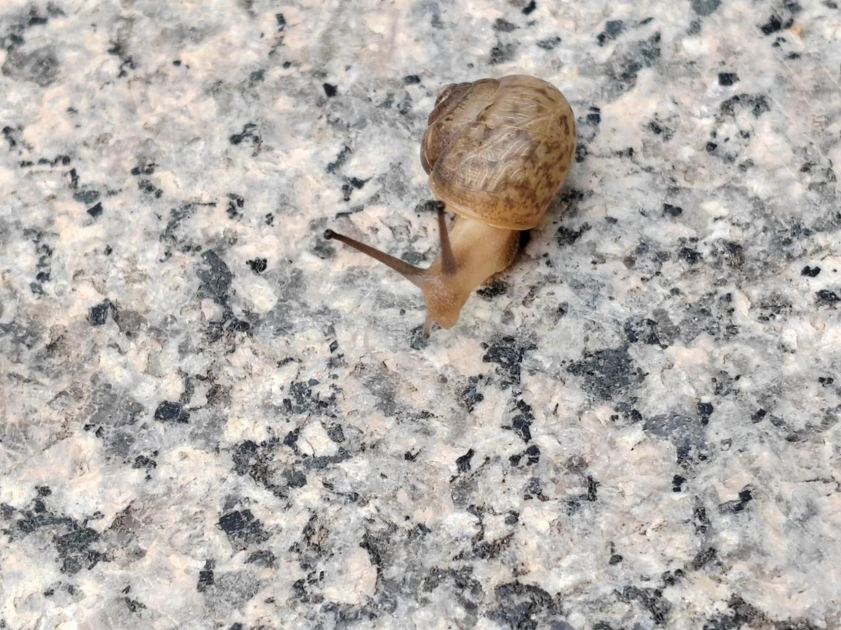 拿快递的路上偶遇小蜗牛,差一点没踩在脚下,一条路,对于小小的蜗牛就