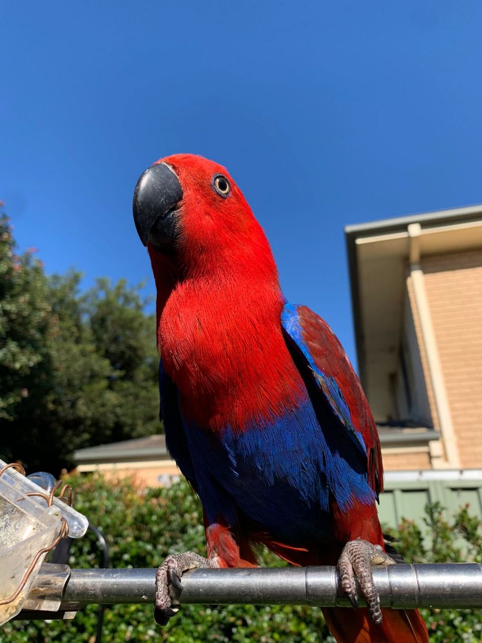 澳洲合法饲养折衷鹦鹉(原图无滤镜) (原图无滤镜)经过几个月的营养