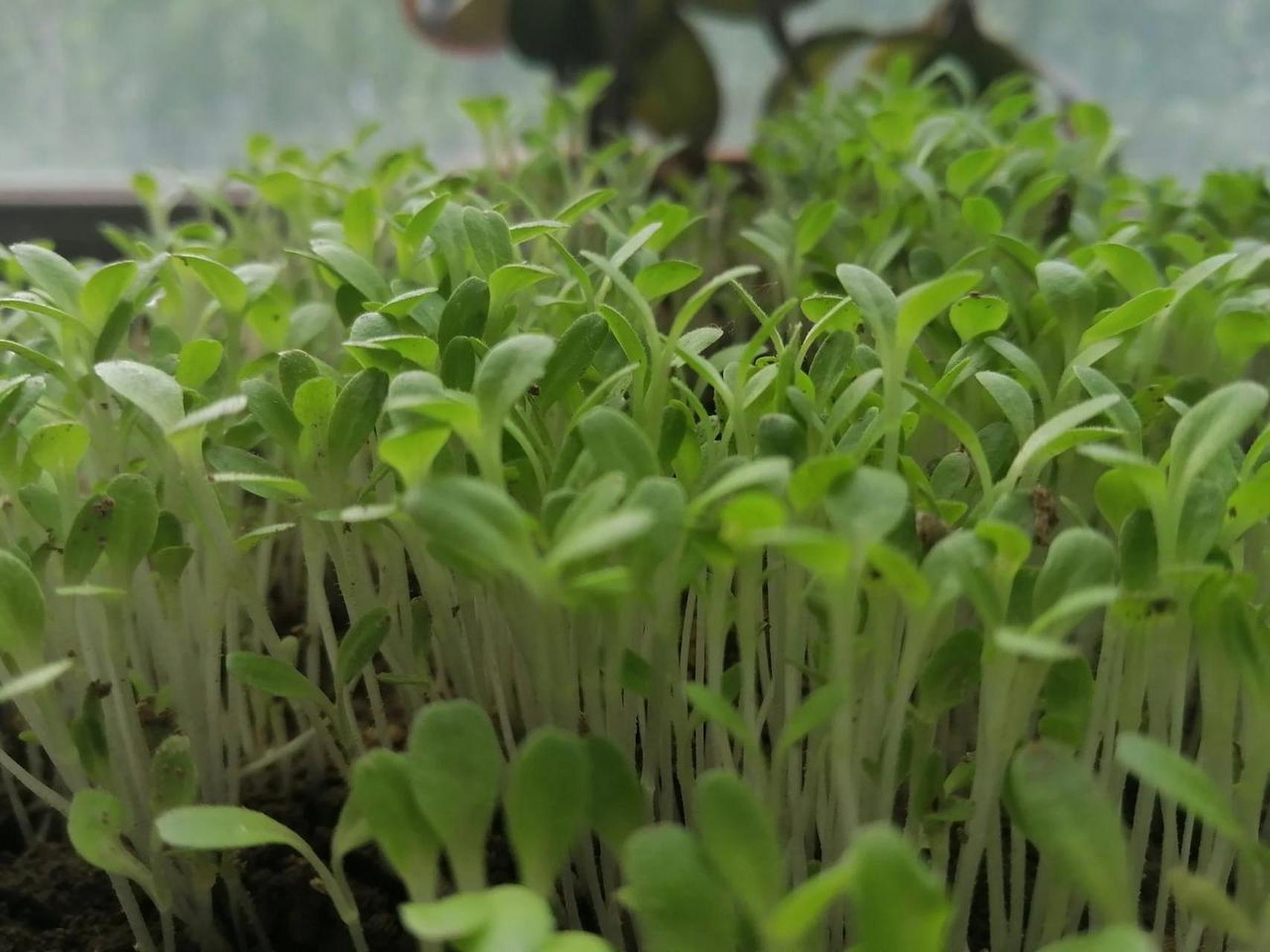 种的青菜出来了,嫩绿得喜人. 美中不足的是出苗不均.