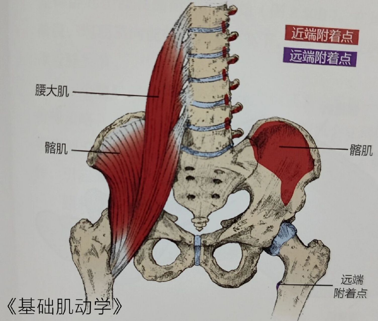 髂腰肌起止点图片