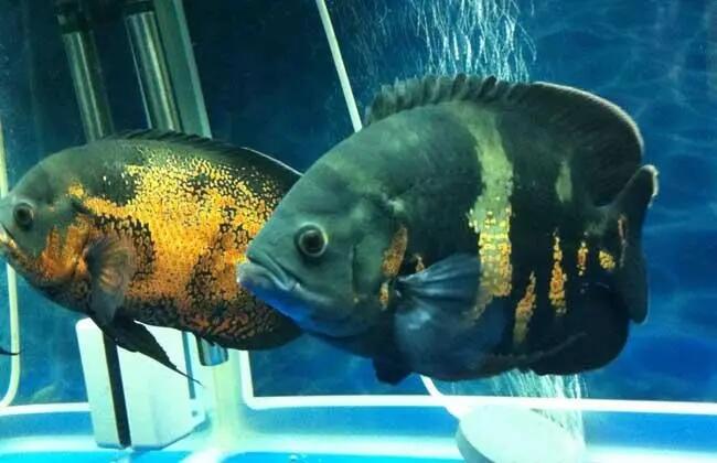 鱼类小知识:地图鱼怎么养才能活的久?