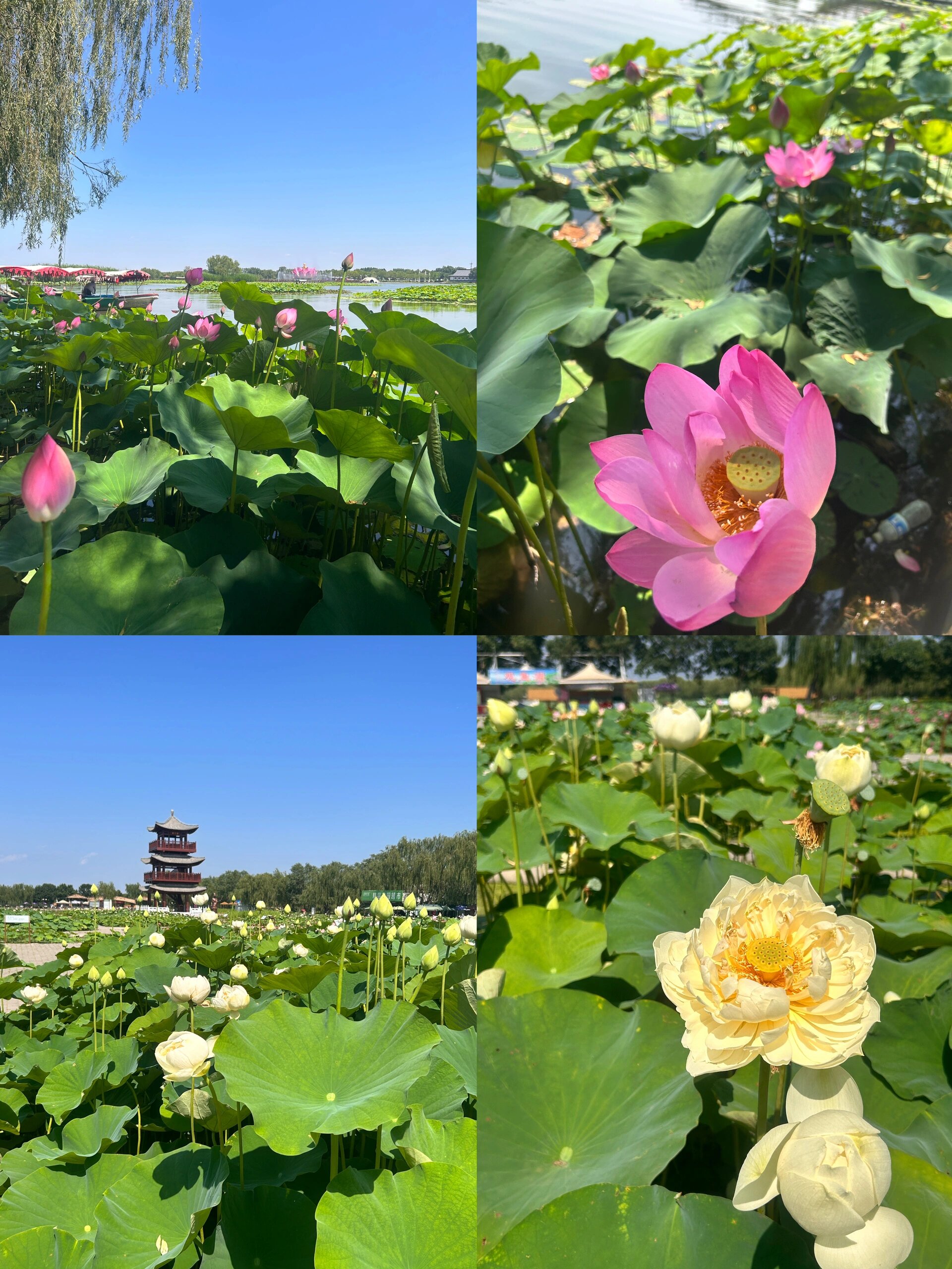 今天先帮大家来白洋淀探探路,我们去的是荷花大观园,在抖音上买票89