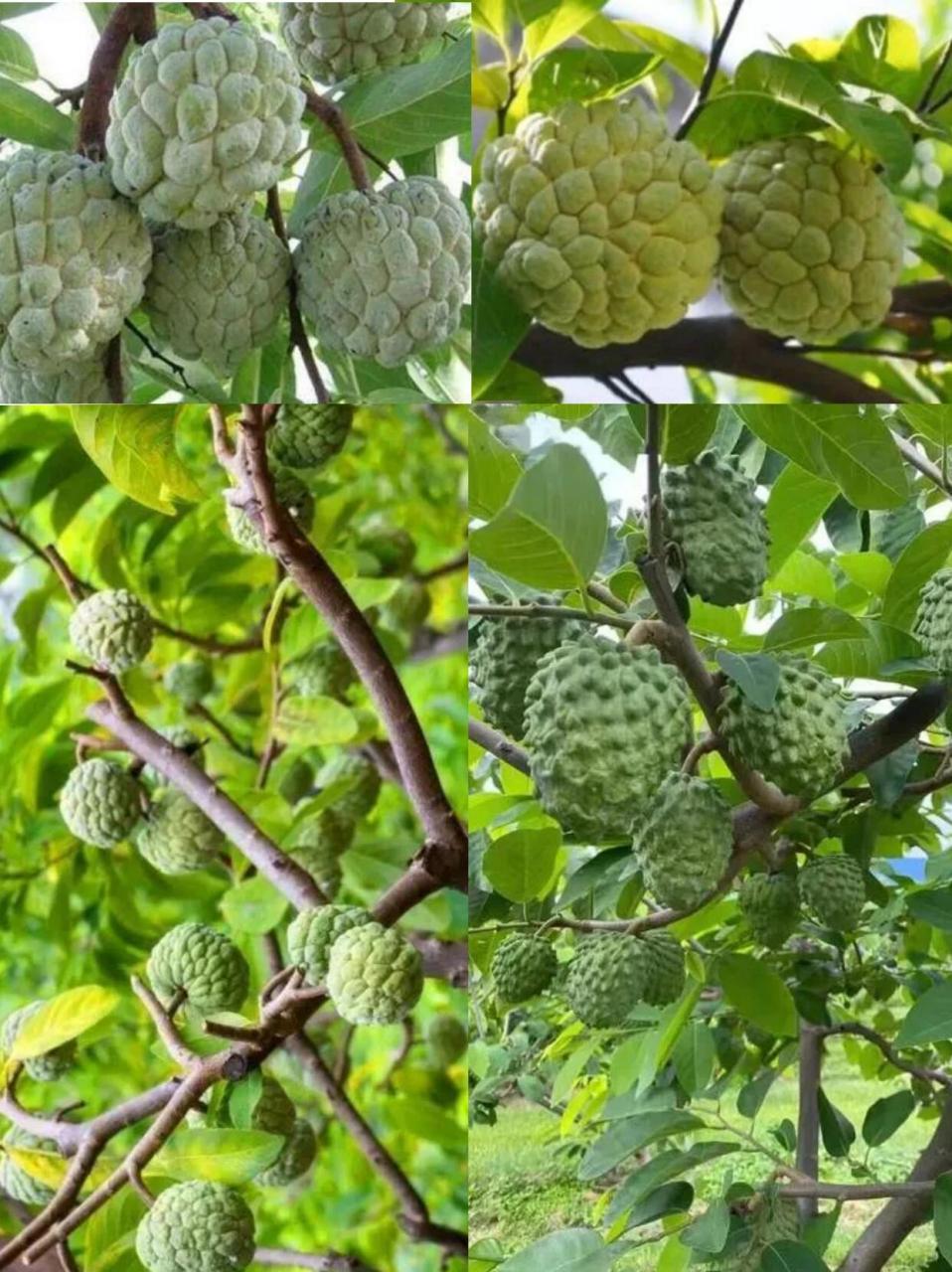 每天认识一种水果|"改善心脏健康"释迦果 🌱释迦果又名释迦或番荔枝