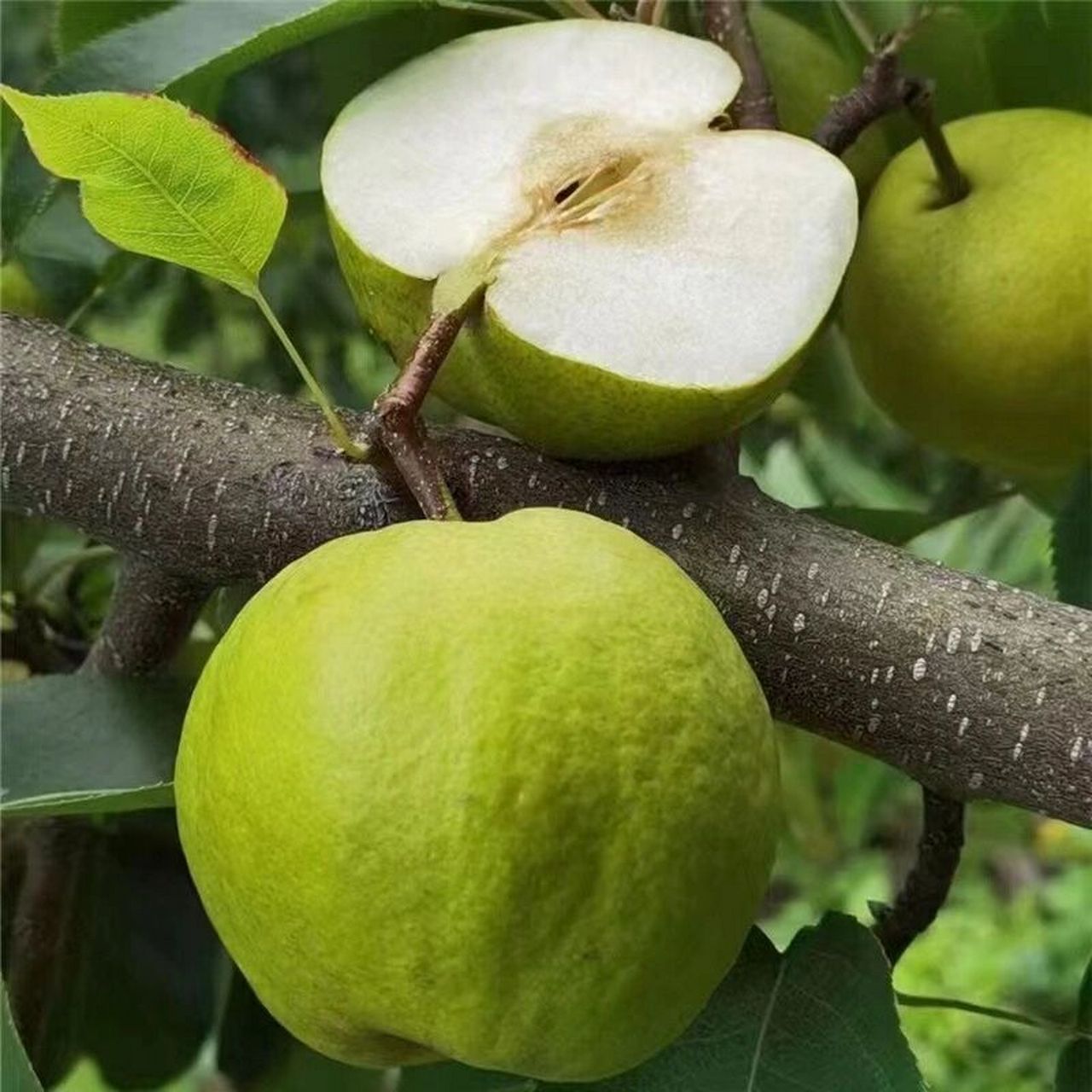 大理宾川独特水果98蜂糖梨98 蜂糖梨云南大理宾川高海拔,独特气候