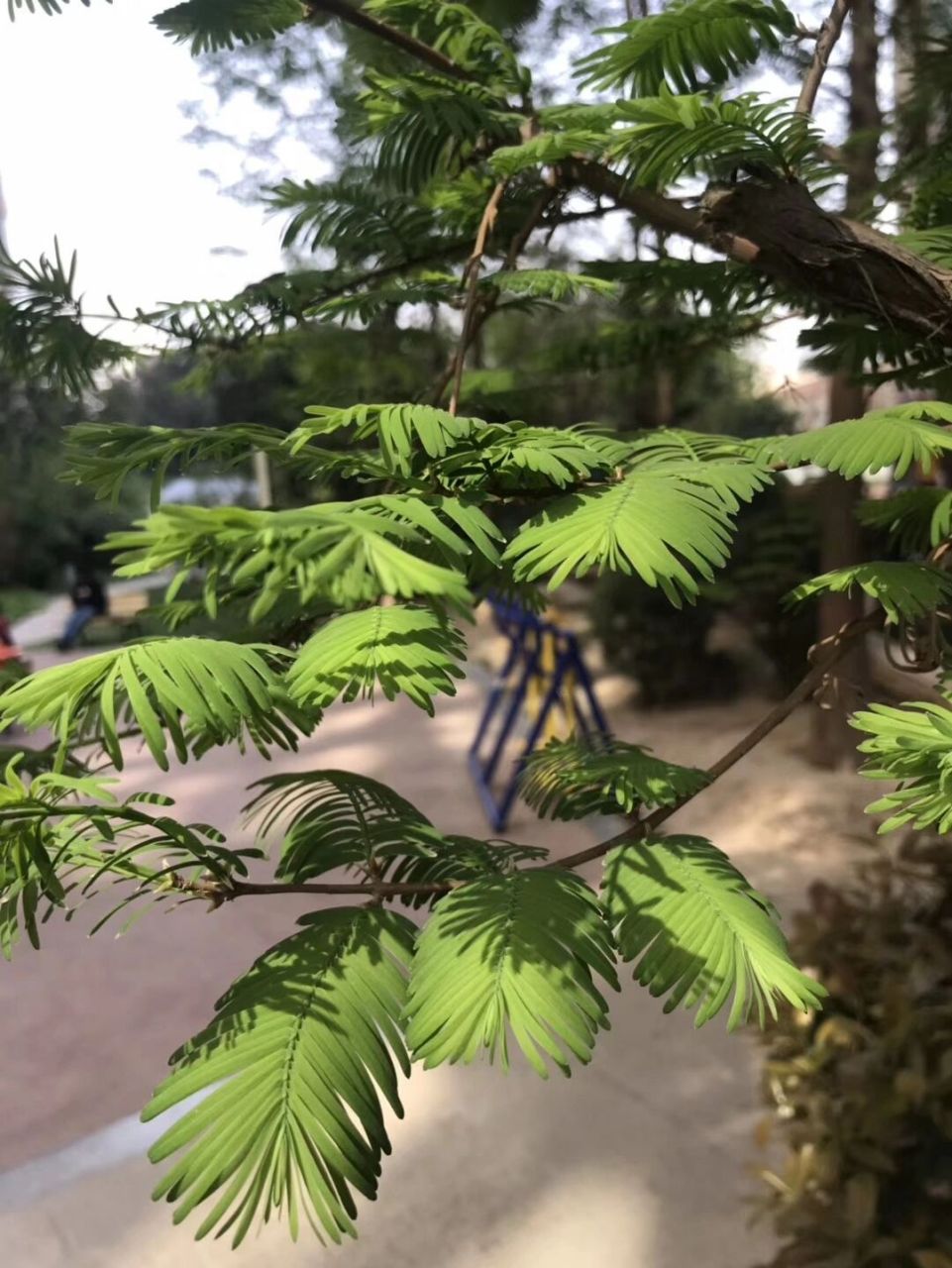 小时候老家门前种了几棵水杉树,从来也没有问过名字,就觉得它很笔直.