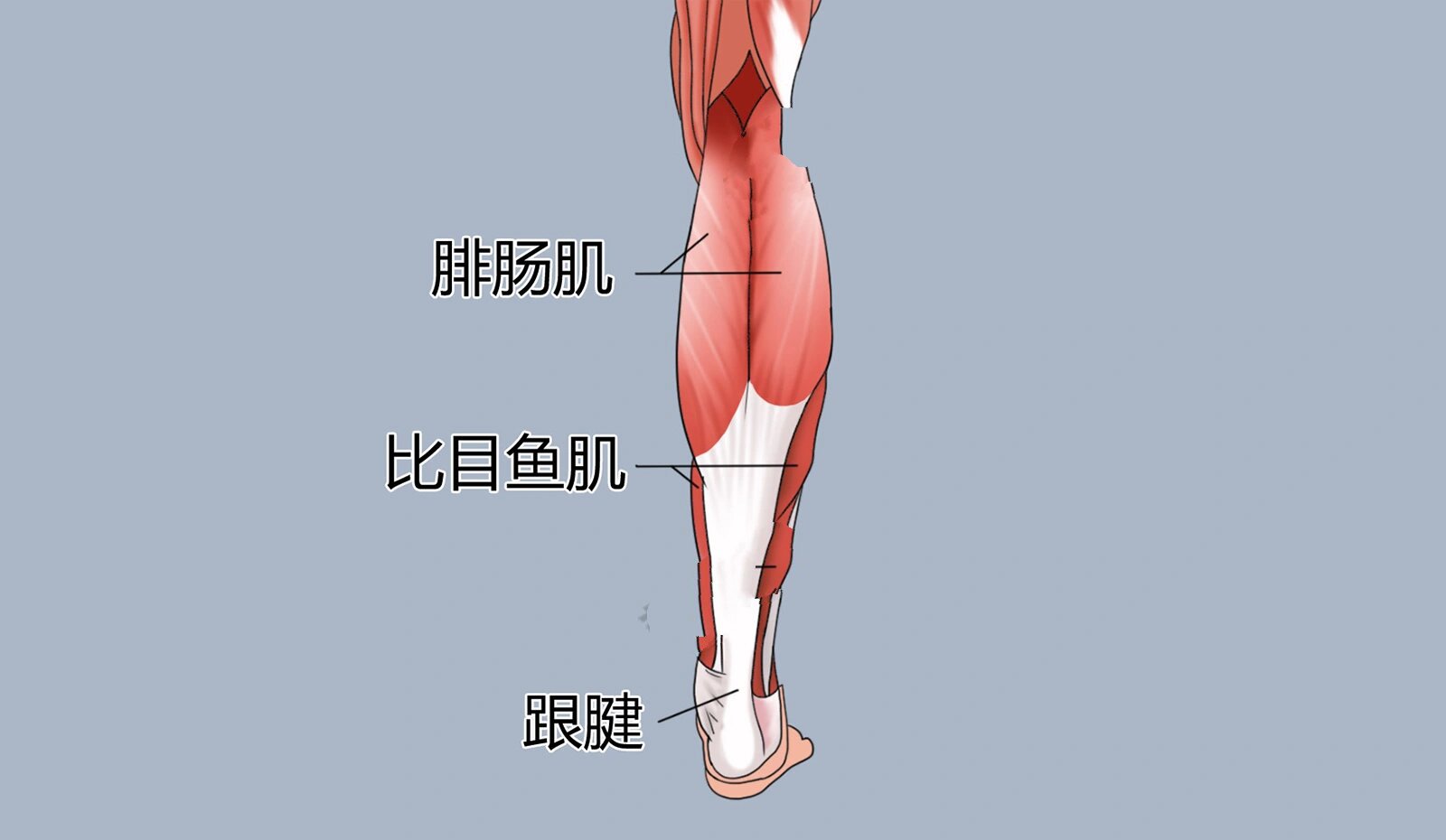 小腿比目鱼肌在哪里图片