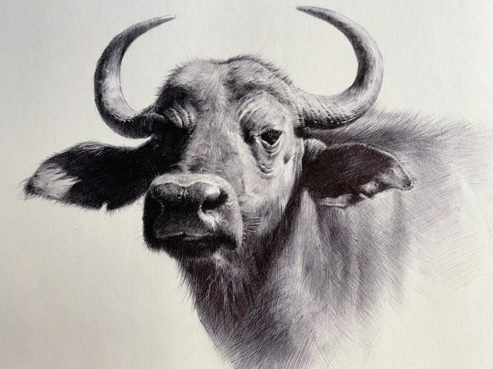 素描动物-水牛 及一些绘画步骤 这幅画有比较强烈的光影效果 适当表现