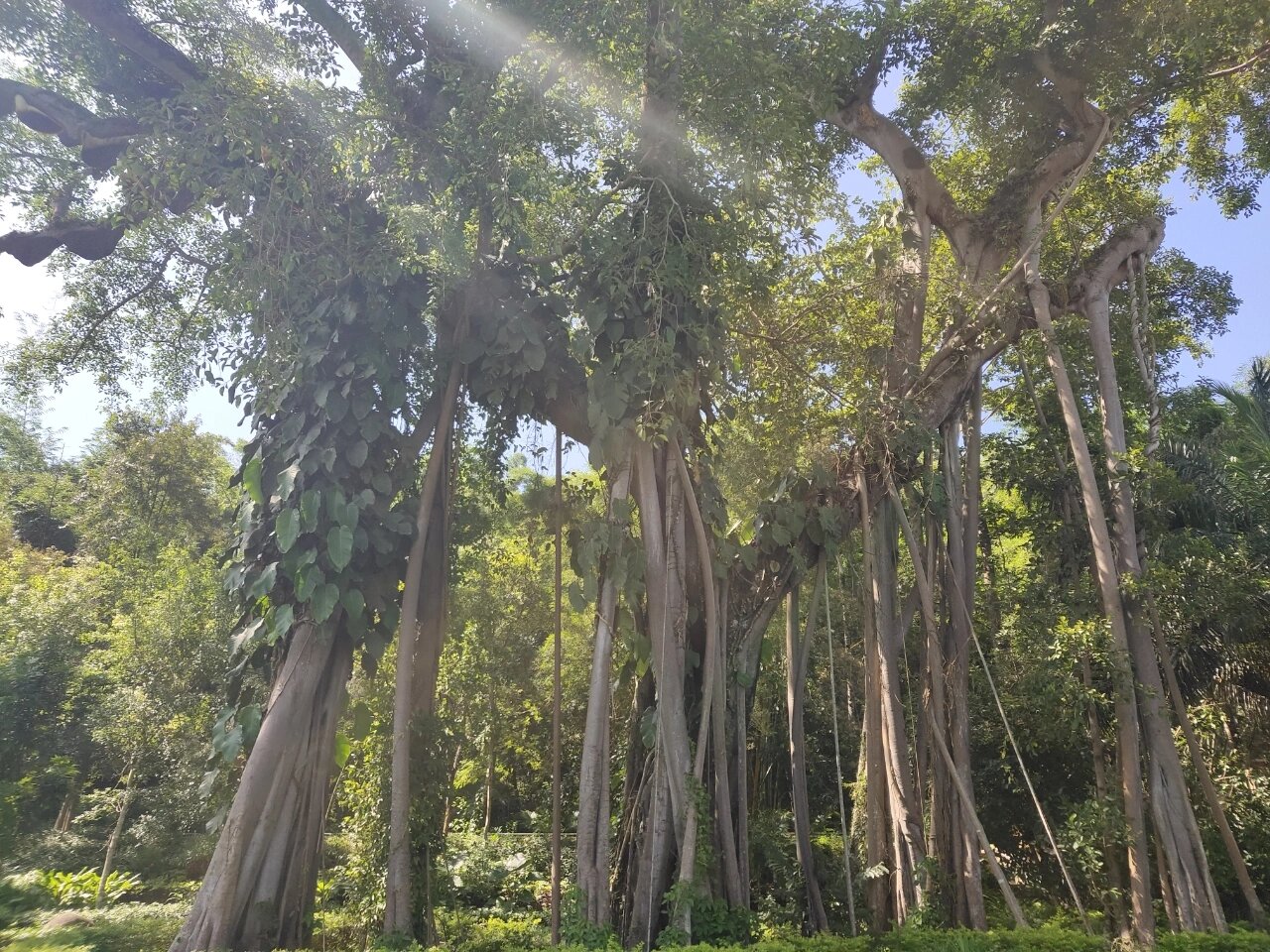 独树成林|西双版纳打洛镇 95独树成林位于打洛镇边境贸易区内的曼掌