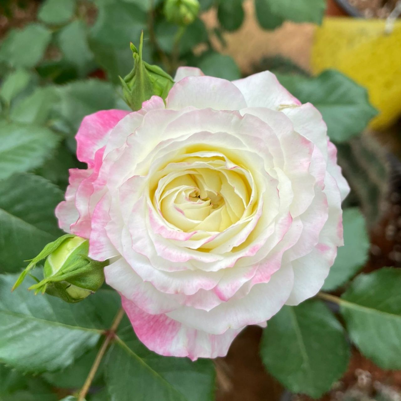 月季 【初妆】 我真的超级喜欢啊!