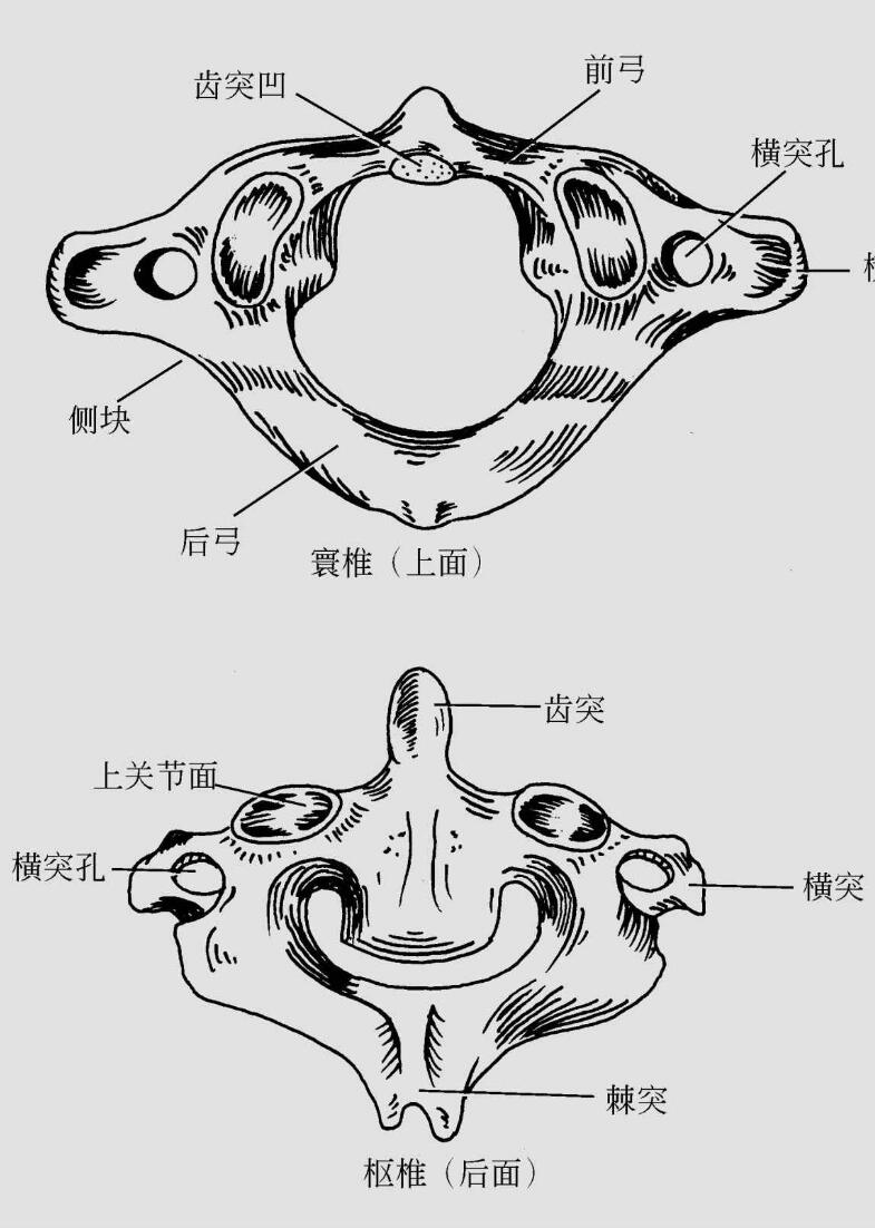 人体解剖学口诀