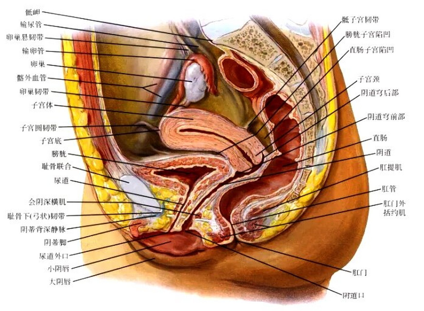 女生生殖器官解剖图来了,你们自己看吧 好多小姐妹不知道自己的生理