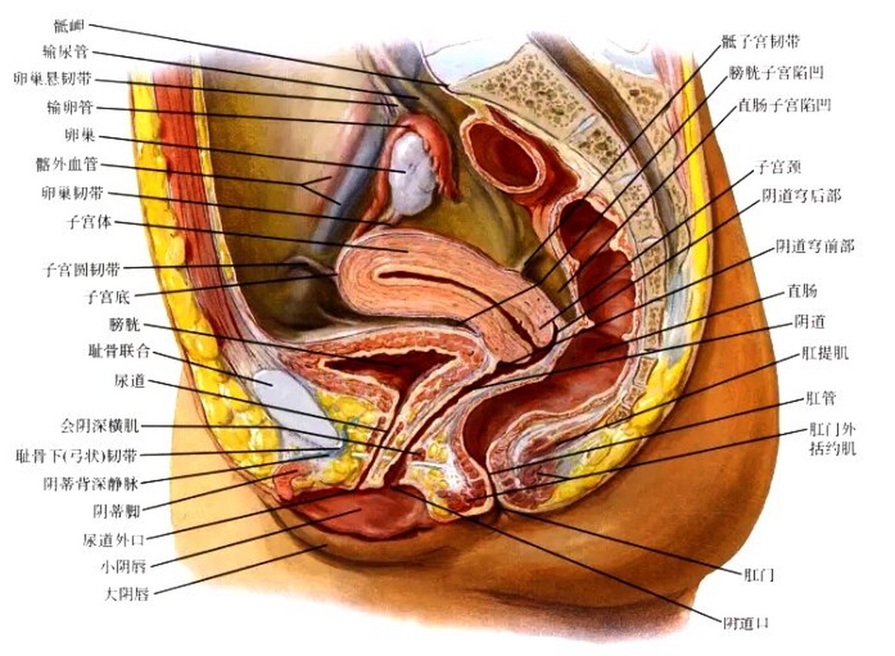 女子解剖生理特点图片