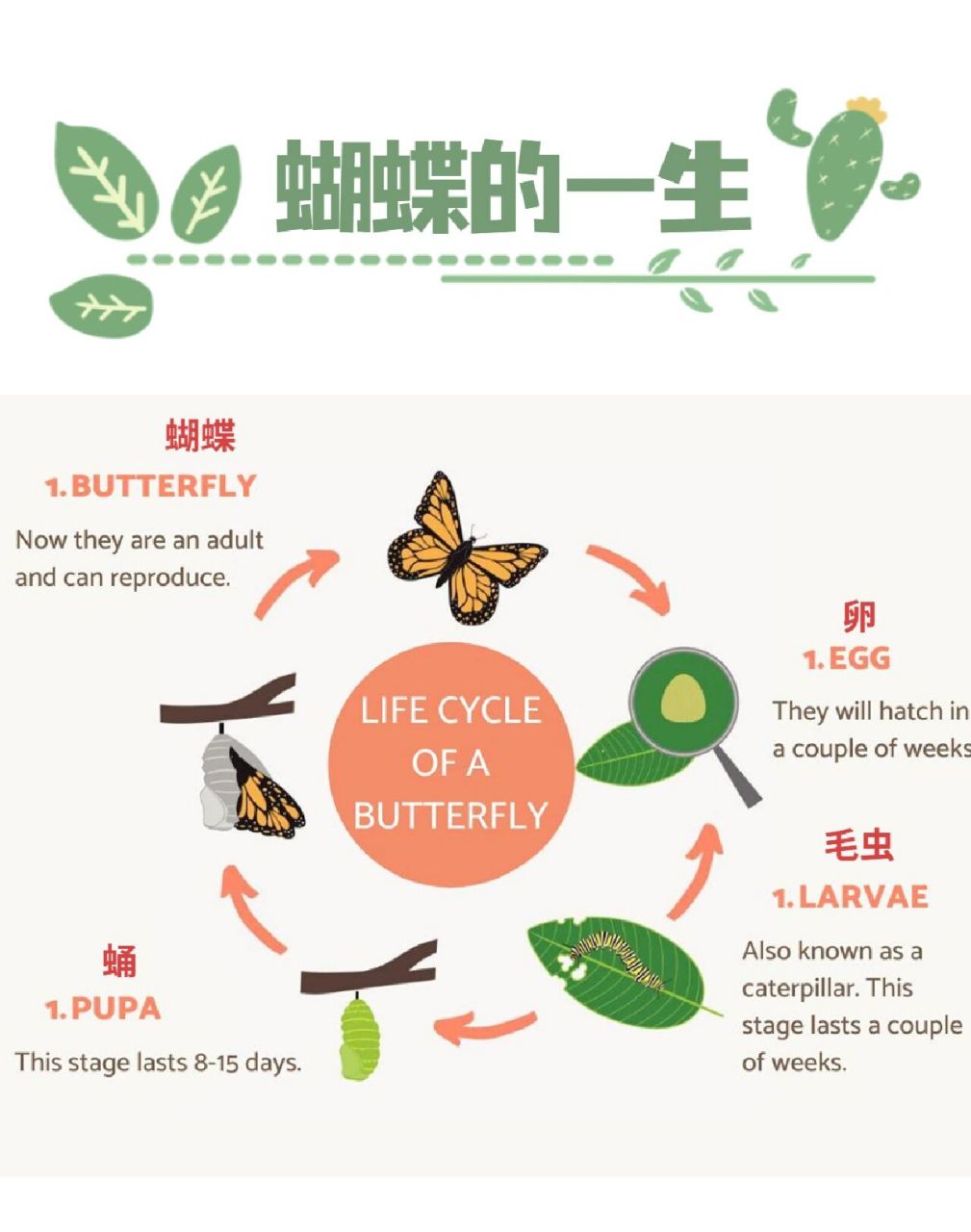 给宝宝介绍蝴蝶的一生 大家好,我是酥酥麻麻,欢迎关注,持续更新遛娃路