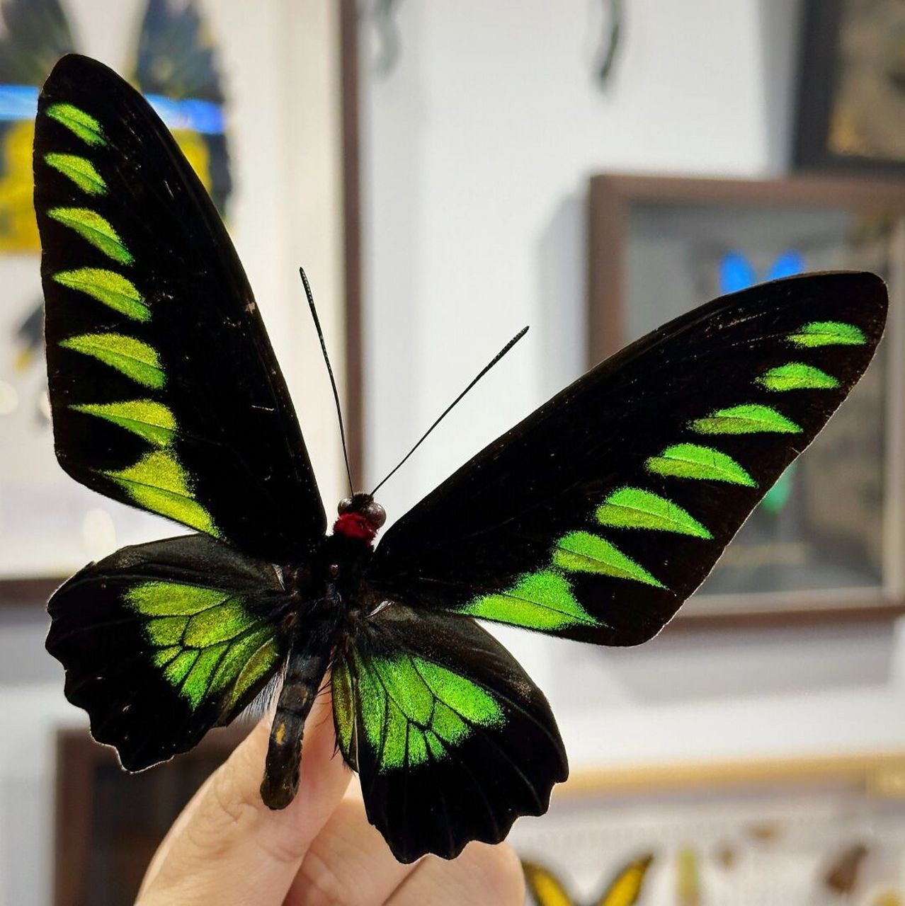 因其脖子上有一圈红色的绒毛,故称"红颈鸟翼蝶".