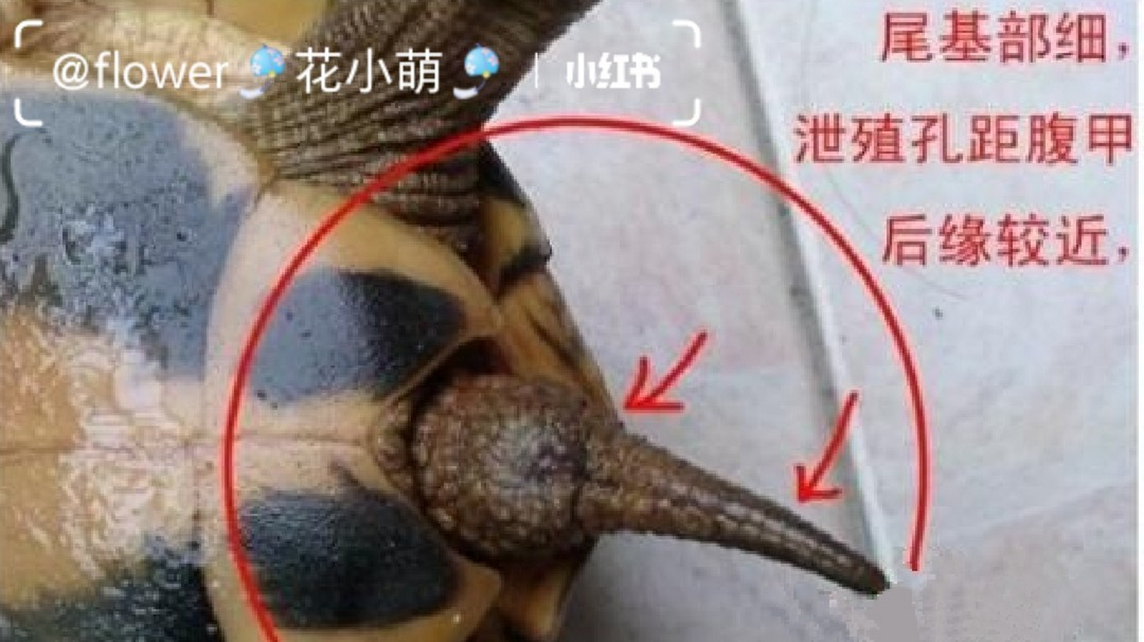 珍珠龟怎么分公母?图片