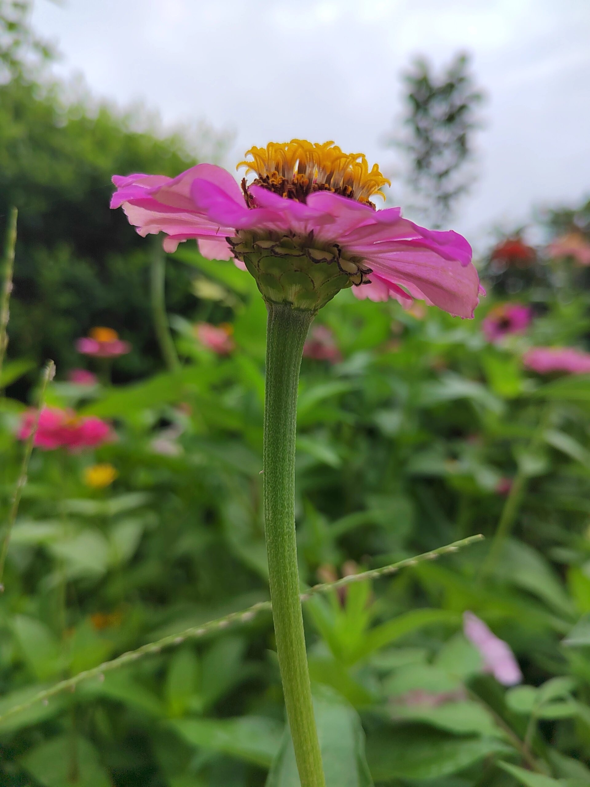 又名步步登高,节节高,鱼尾菊,火毡花,百日草等,为菊科(asteraceae)