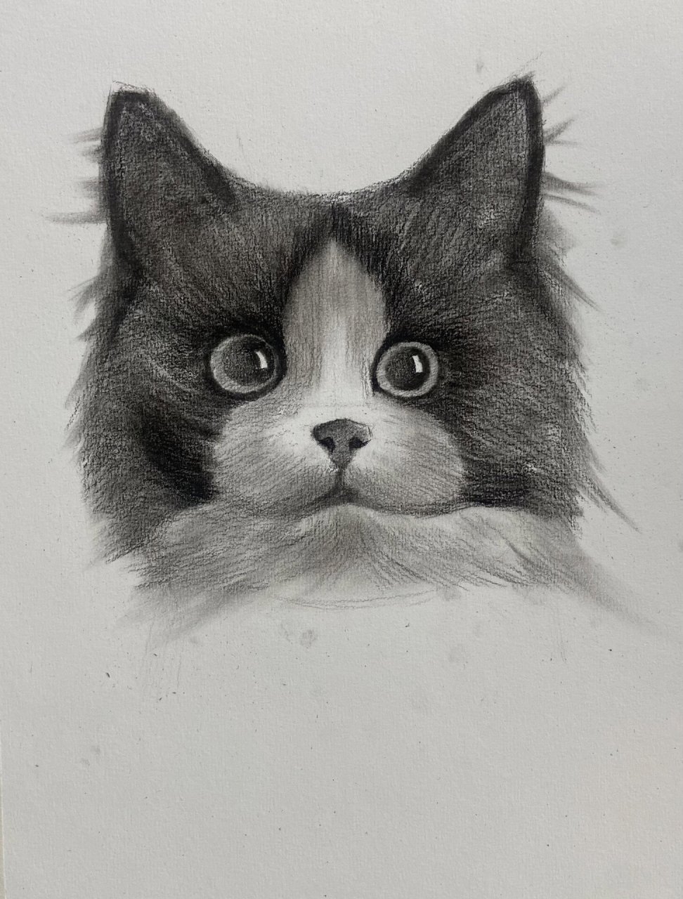 素描动物教学(猫咪篇)附过程图 工具:碳笔,时间一小时#零基础学画画