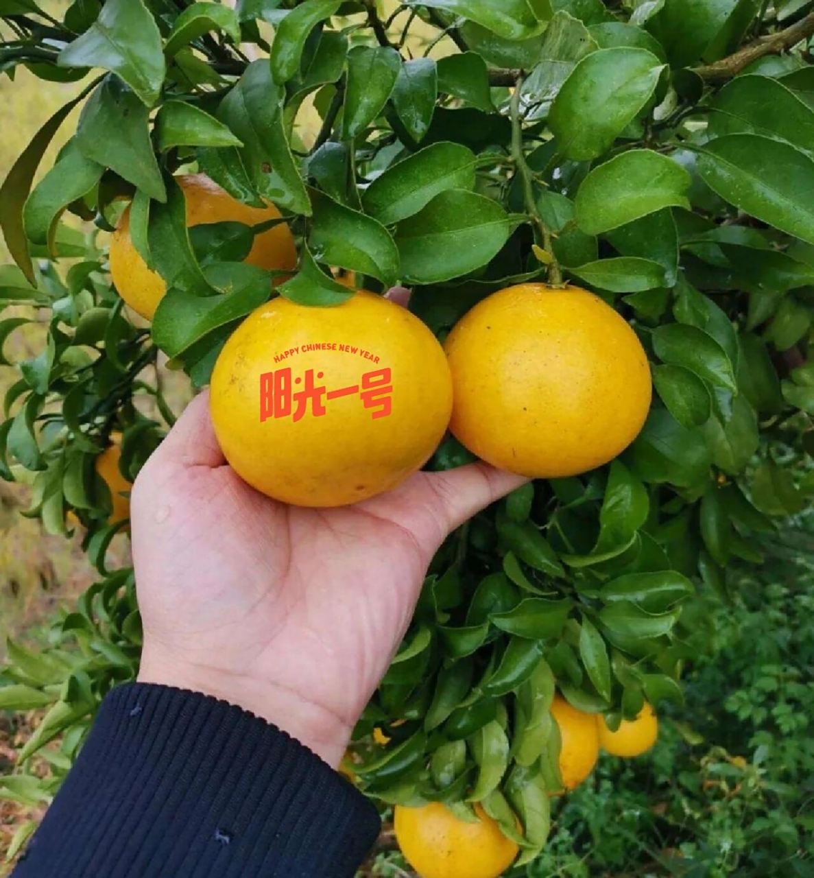 阳光一号桔柚 柑橘新品种:阳光1号桔柚果大饱满,色泽黄金,单果重量在