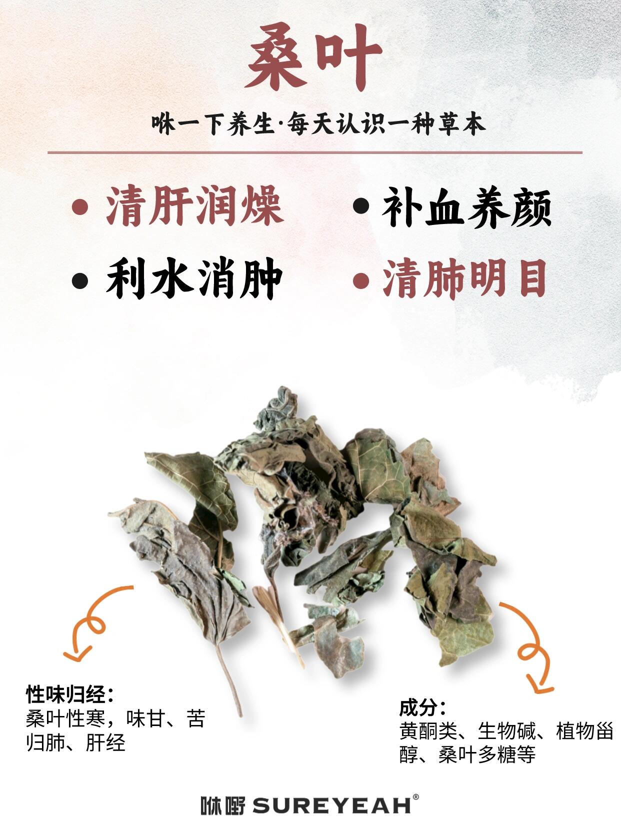咻一下养生,每天认识一种草本——桑叶91