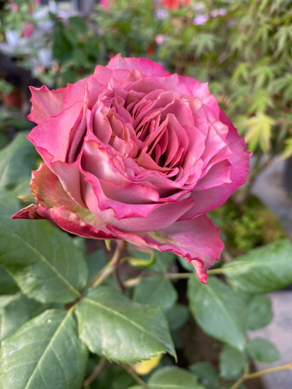 月季清茶/英伦节拍 让人又爱又恨 被官方图诱惑,非常期待的入手了大苗