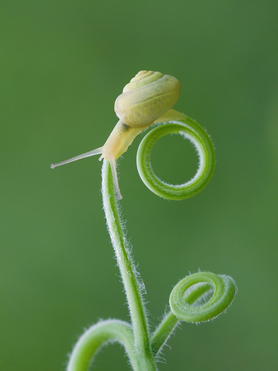 还 是一步一个脚印,很多时候我们缺的不是能力,而是如蜗牛般的意力和