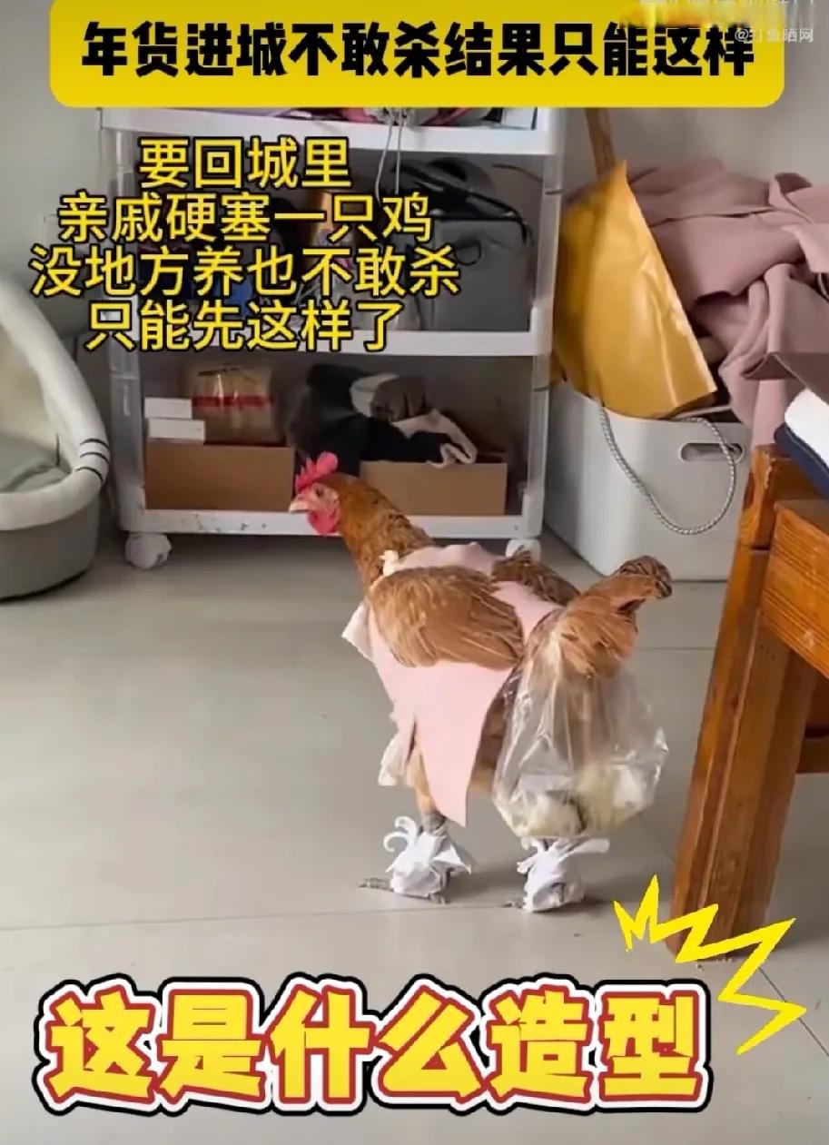 给鸡穿上了围兜,戴