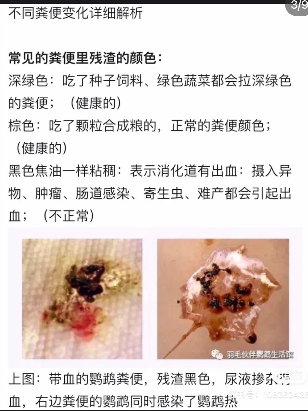 牡丹鹦鹉正常粪便图片图片