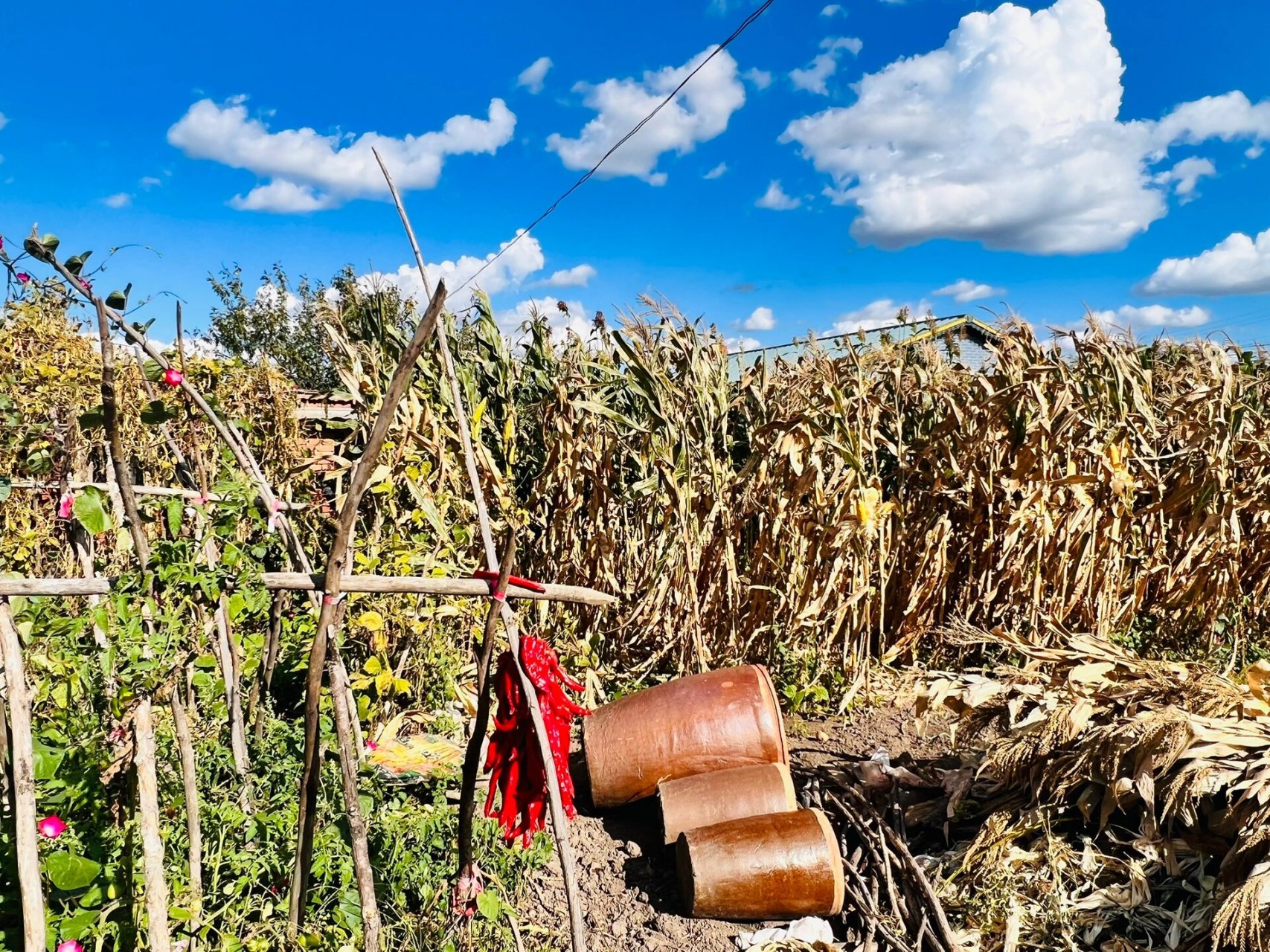 我亲亲的姥姥家我超爱的!地地道道的东北农村家庭,夏天真的很美!