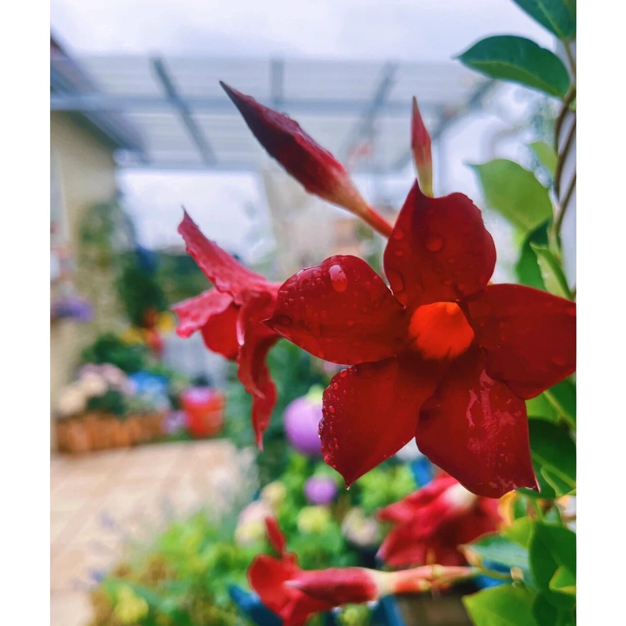 万里飘香藤的养殖方法和注意事项