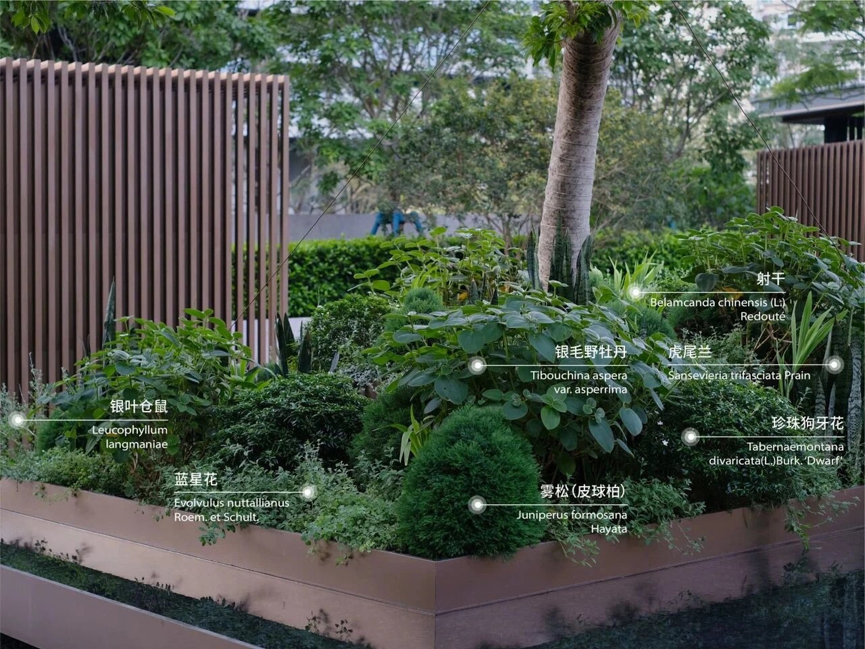 银毛野牡丹 常绿灌木 科属:野牡丹科(melastomataceae) 蒂牡花属