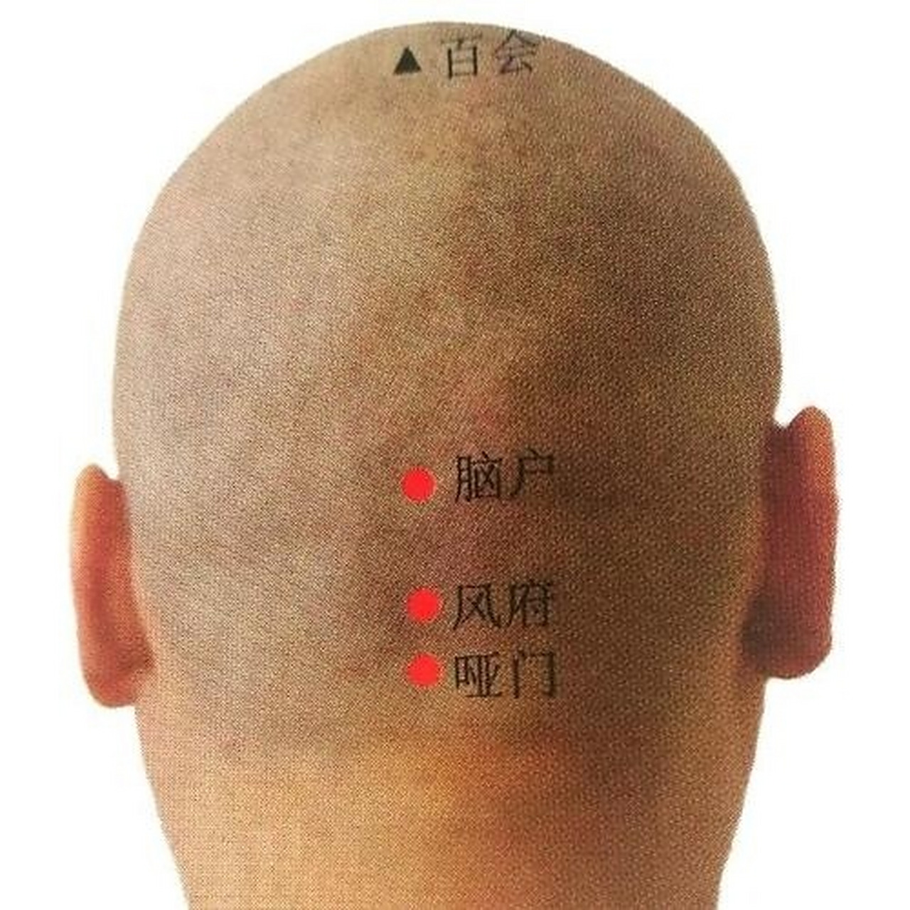 哑门 【别名】 喑门,舌横,舌厌,舌根,厌舌,舌肿.