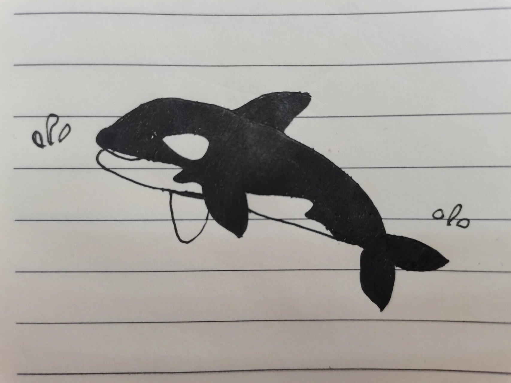 上班摸鱼图鉴52 虎鲸 虎年摸虎鲸,好运不会停!