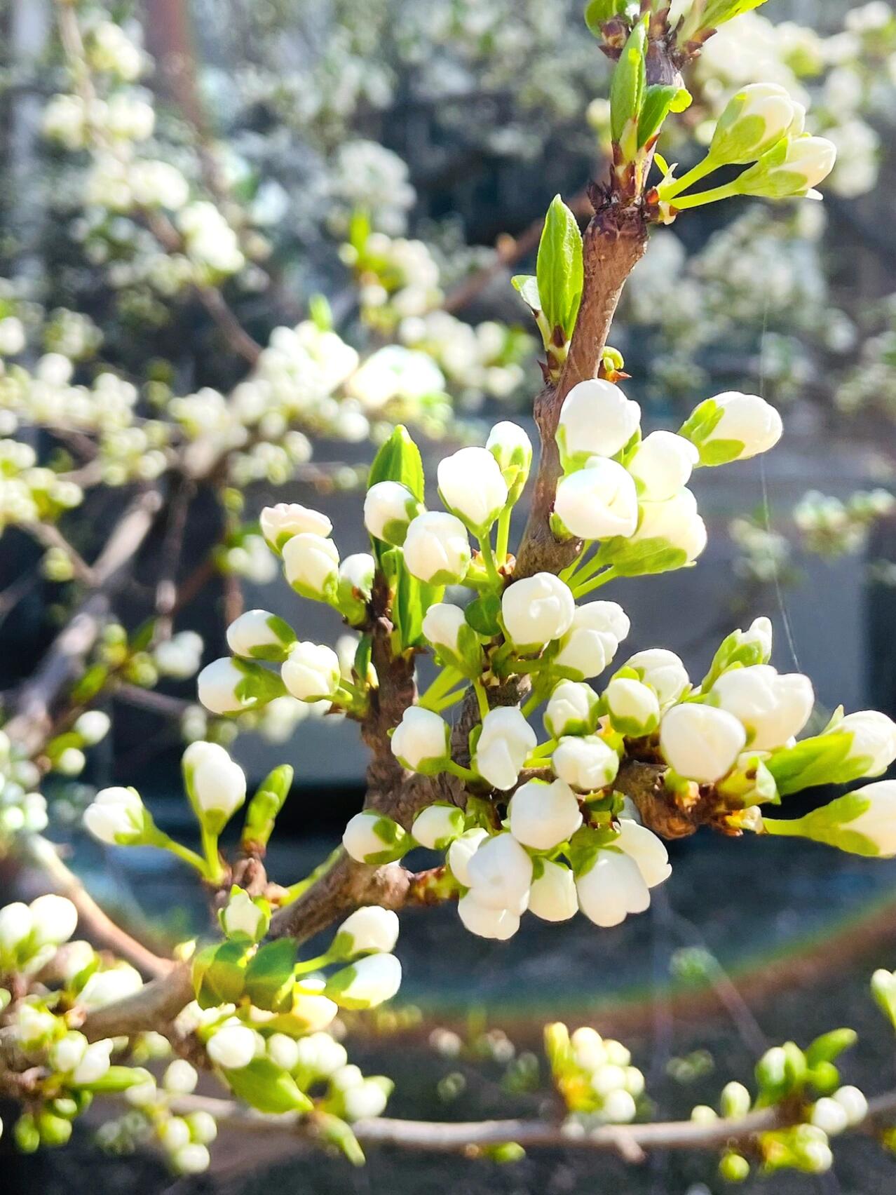 李子树花图片大全大图图片