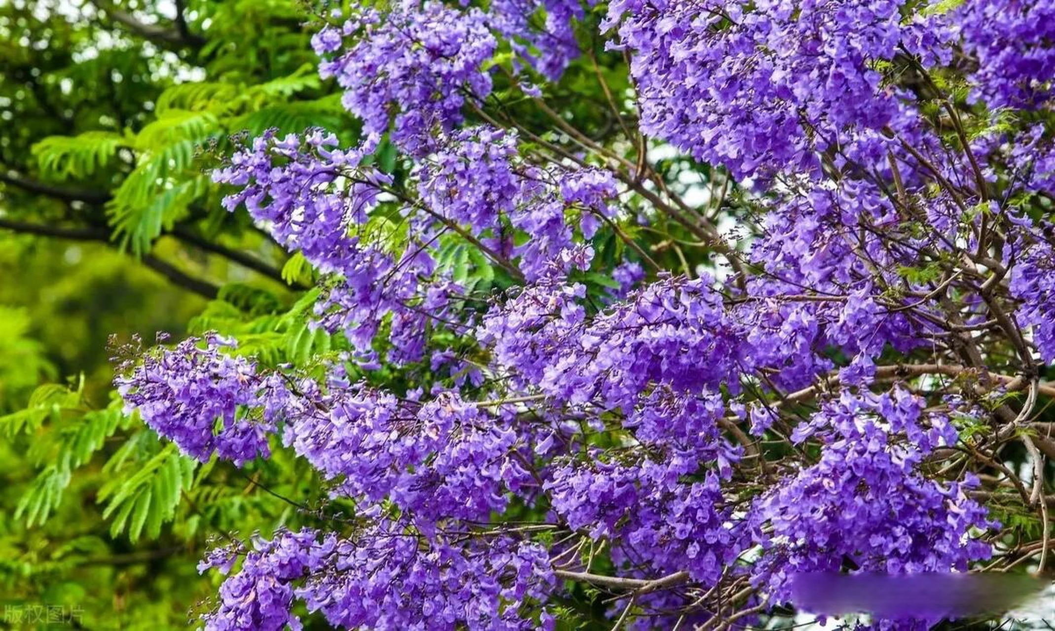 don )是紫葳科蓝花楹属的落叶乔木,叶对生,花蓝色,花萼筒状,花冠筒